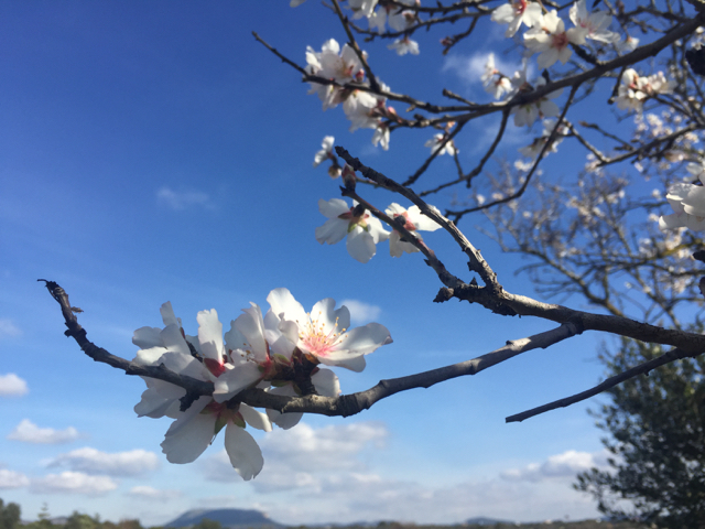 almond blossoms on Mallorca