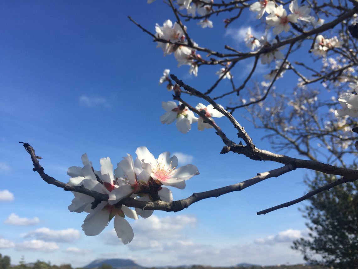 almond blossom on Mallorca