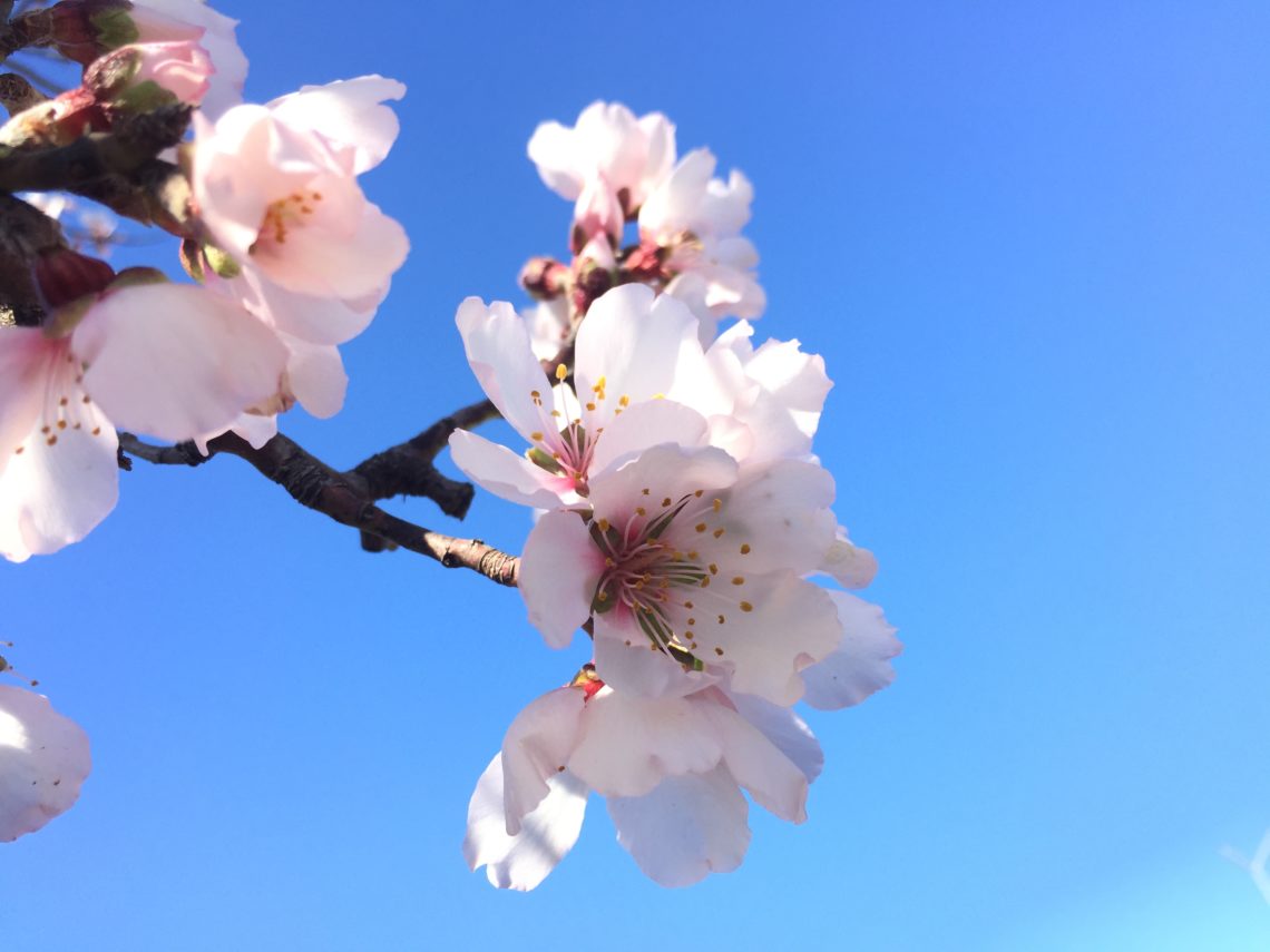 Almond blossoms