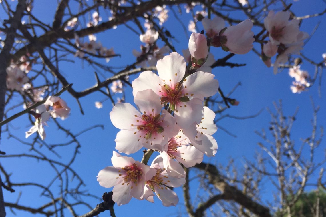 Almond blossoms