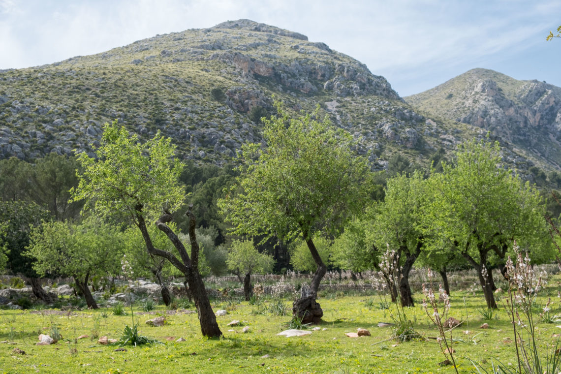 Finca Galatzó