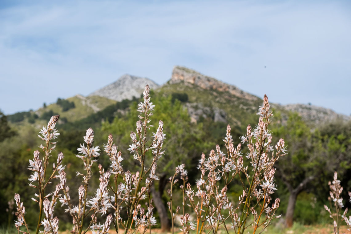 Finca Galatzó