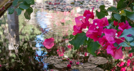 Jardí del Bisbe