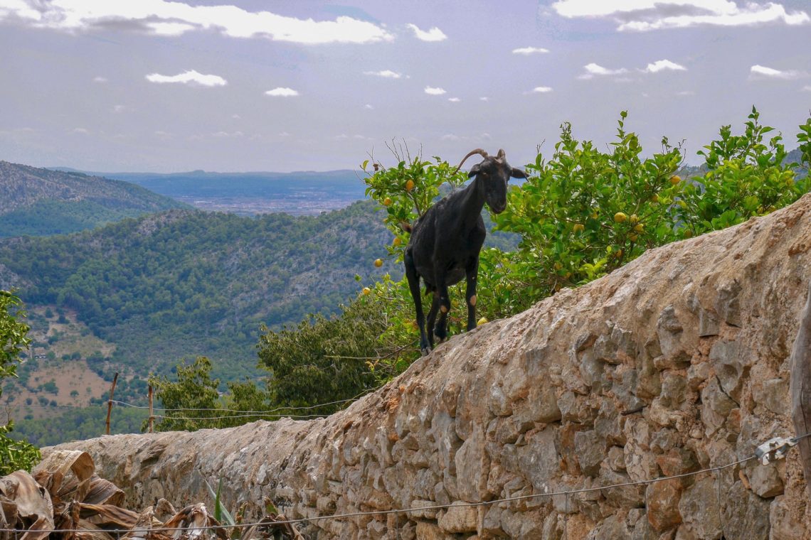 Puig de Maria, Pollença