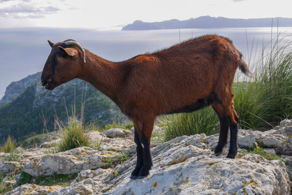 Talaia d'Alcúdia