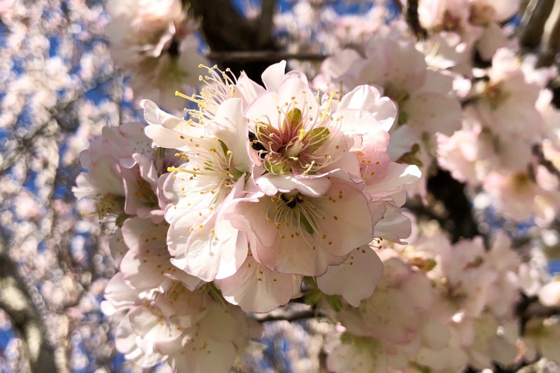 Almond blossom season on Mallorca