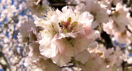 Almond blossom season on Mallorca