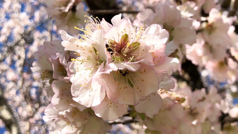 Almond blossom season on Mallorca