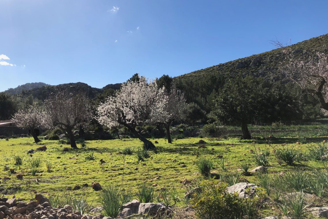 Almond blossom season on Mallorca