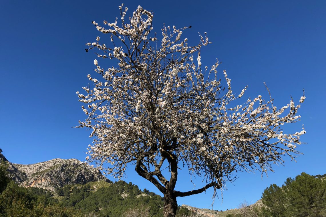 Almond blossom season on Mallorca