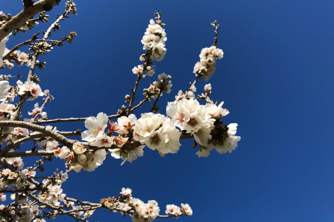 Almond blossom season on Mallorca
