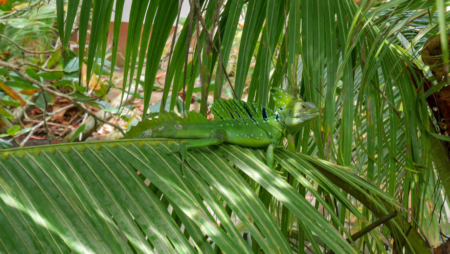 Costa Rica