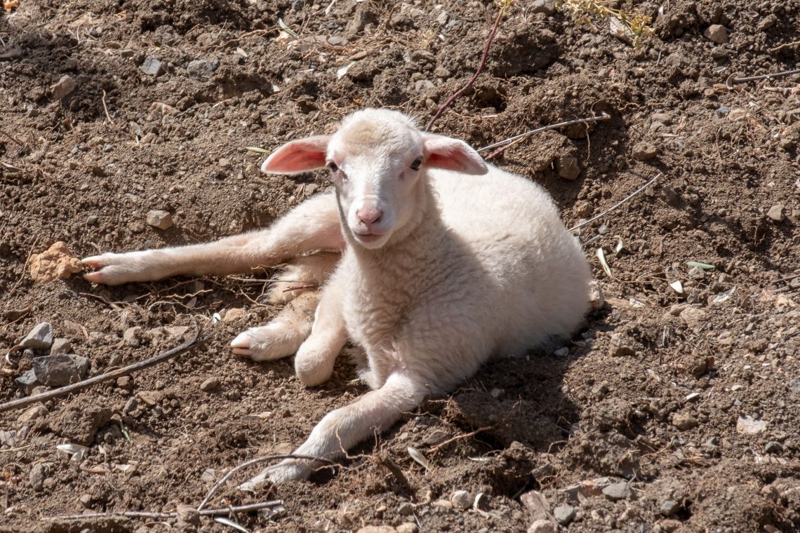 Sóller Easter 2019