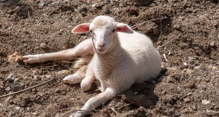 Sóller Easter 2019