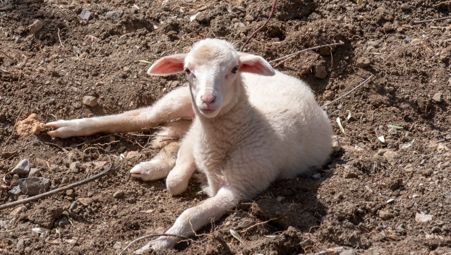 Sóller Easter 2019