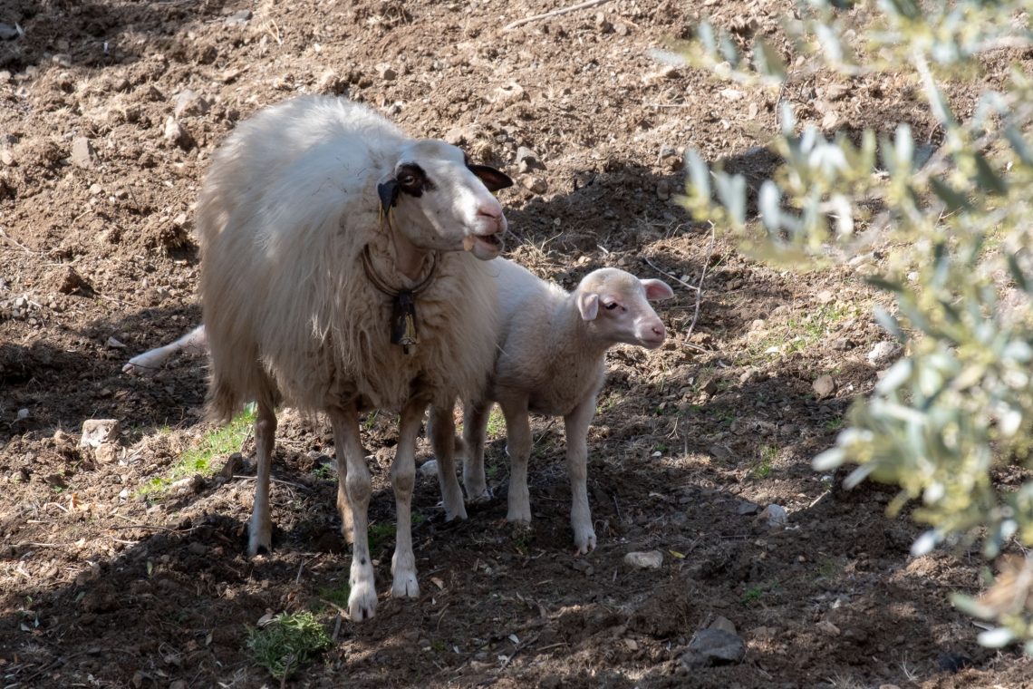 Sóller Easter 2019