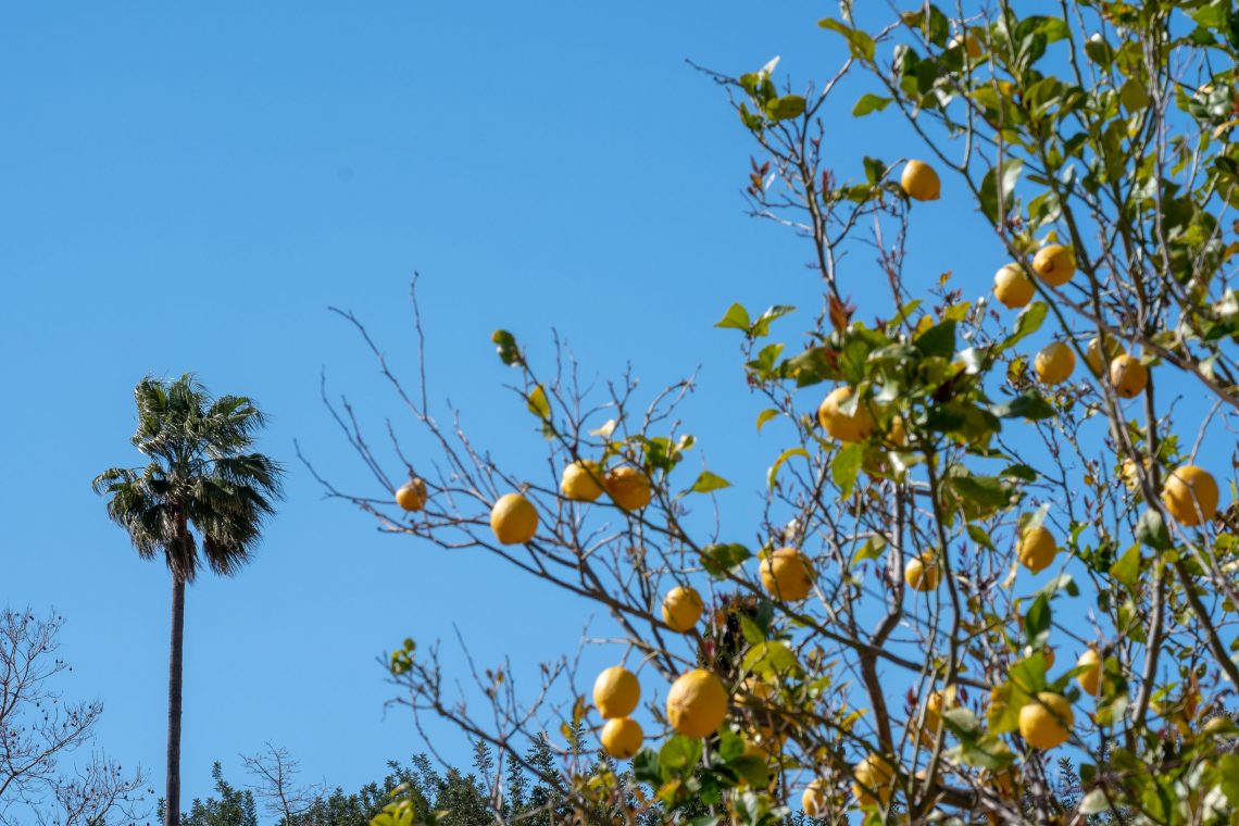 Sóller Easter 2019