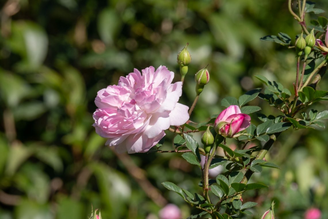 Sóller Easter 2019