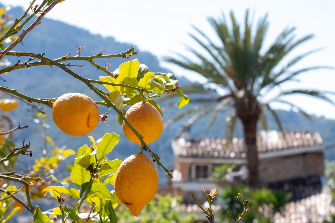 Sóller