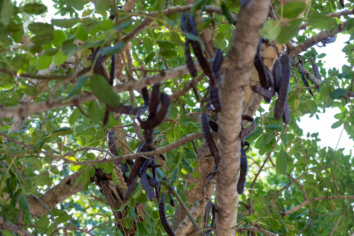 carob tree