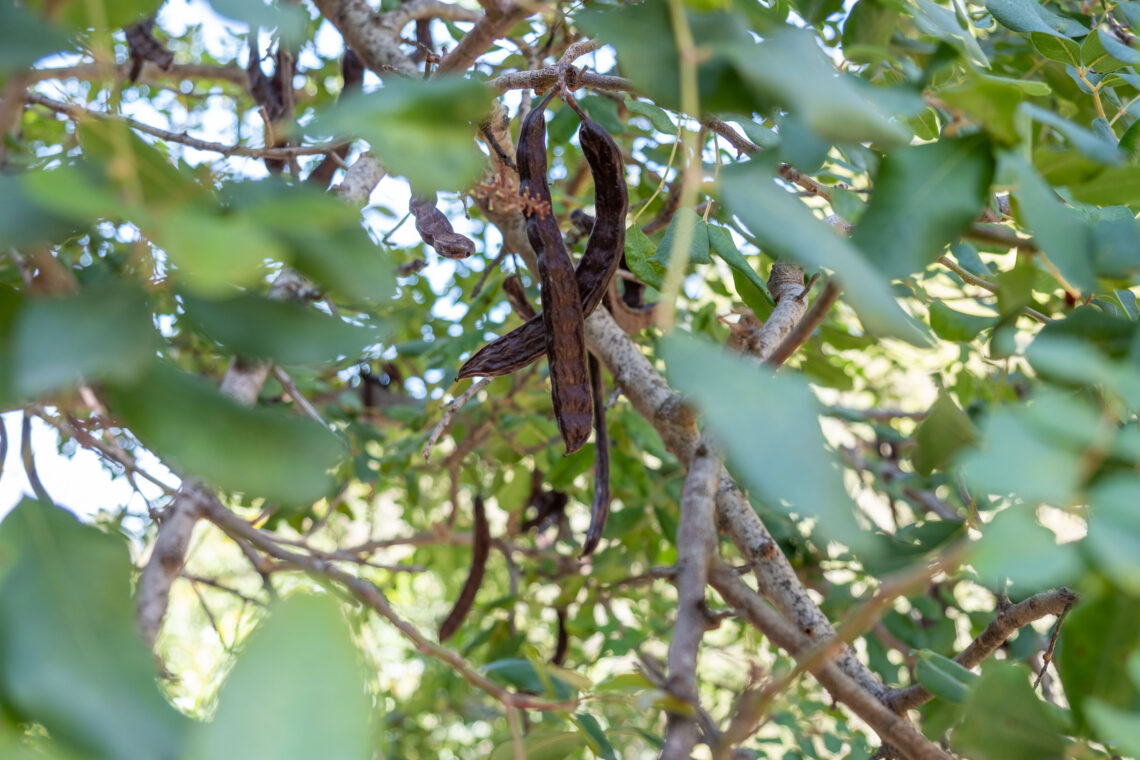 carob tree