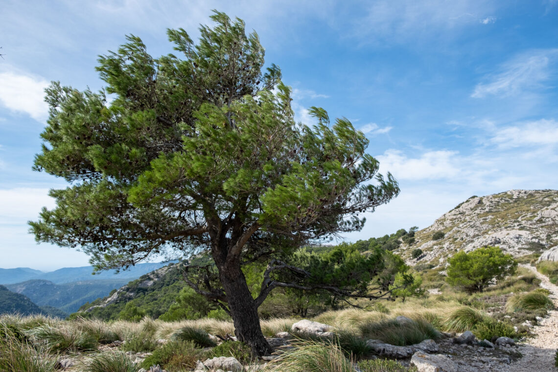 Hiking around Valldemossa