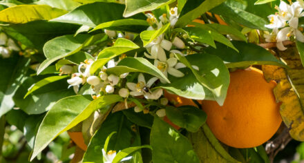 The scent of spring on Mallorca