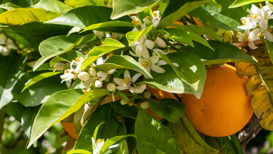 The scent of spring on Mallorca