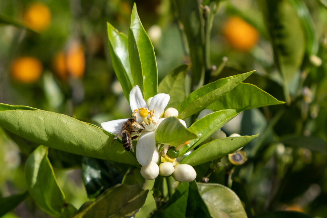 The scent of spring on Mallorca