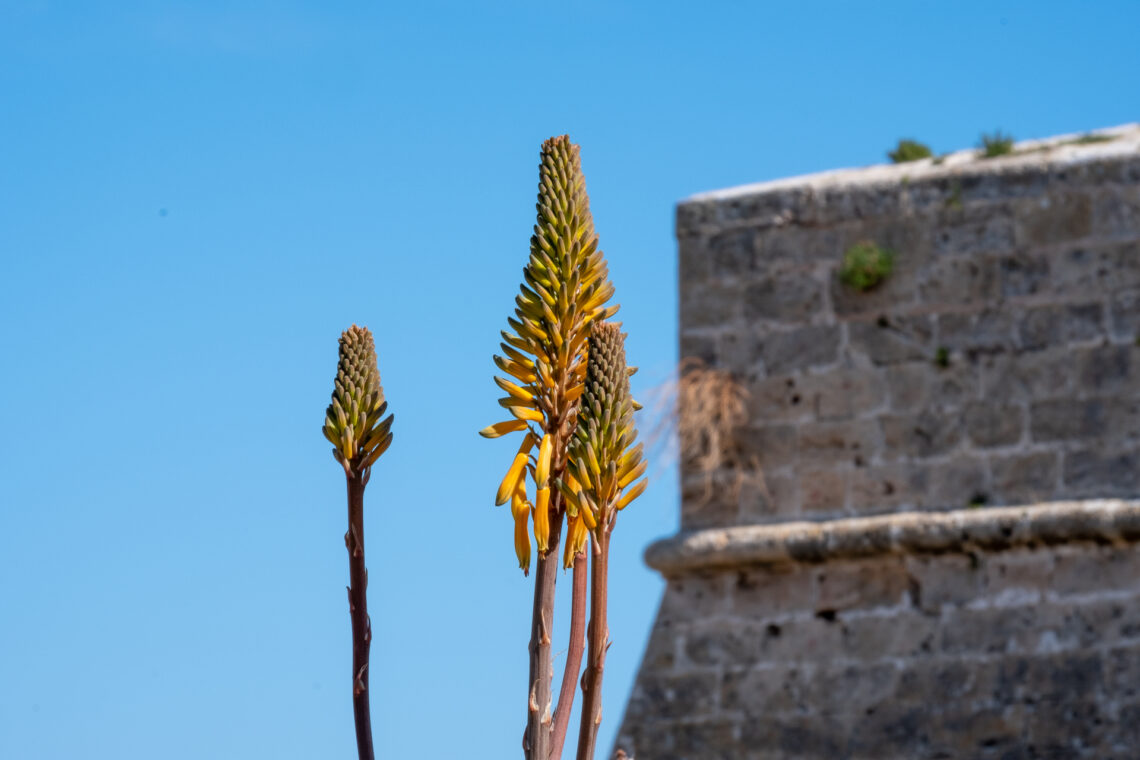 Castillo de San Carlos