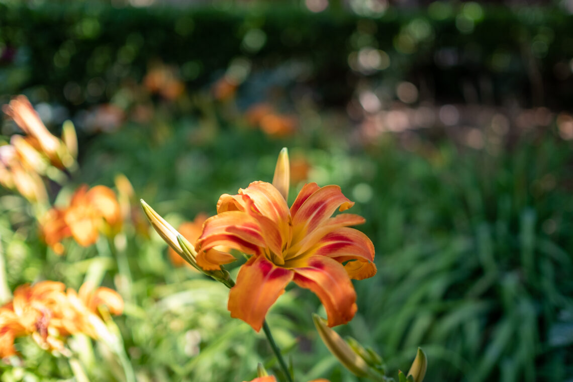 Jardines de Alfabia