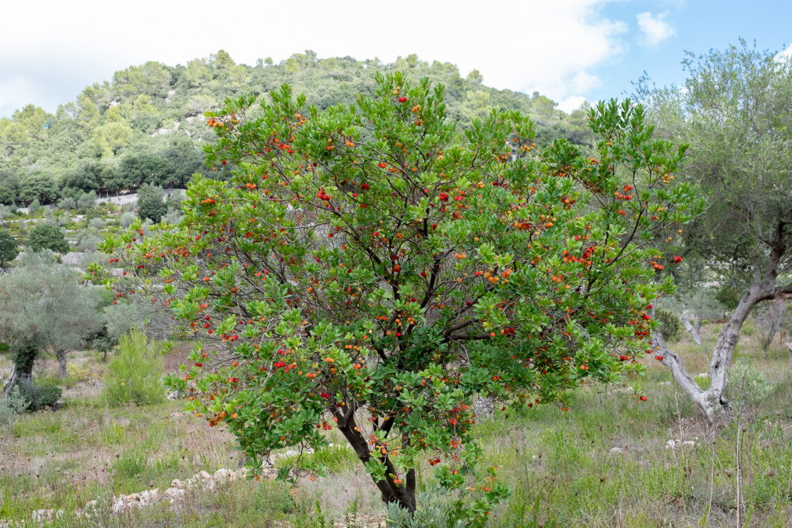 Hiking around Lluc