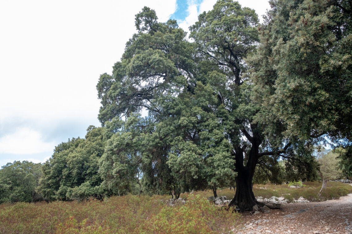 Hiking around Lluc