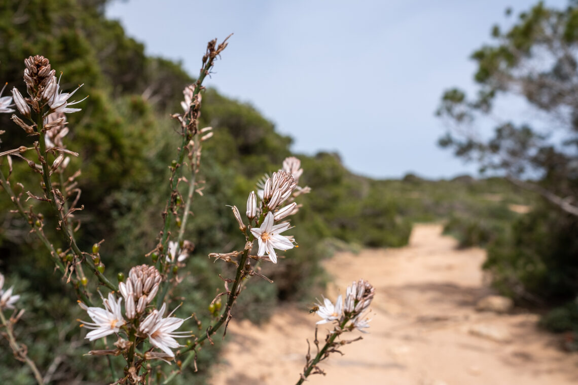 S'Estanyol to Cala Pi