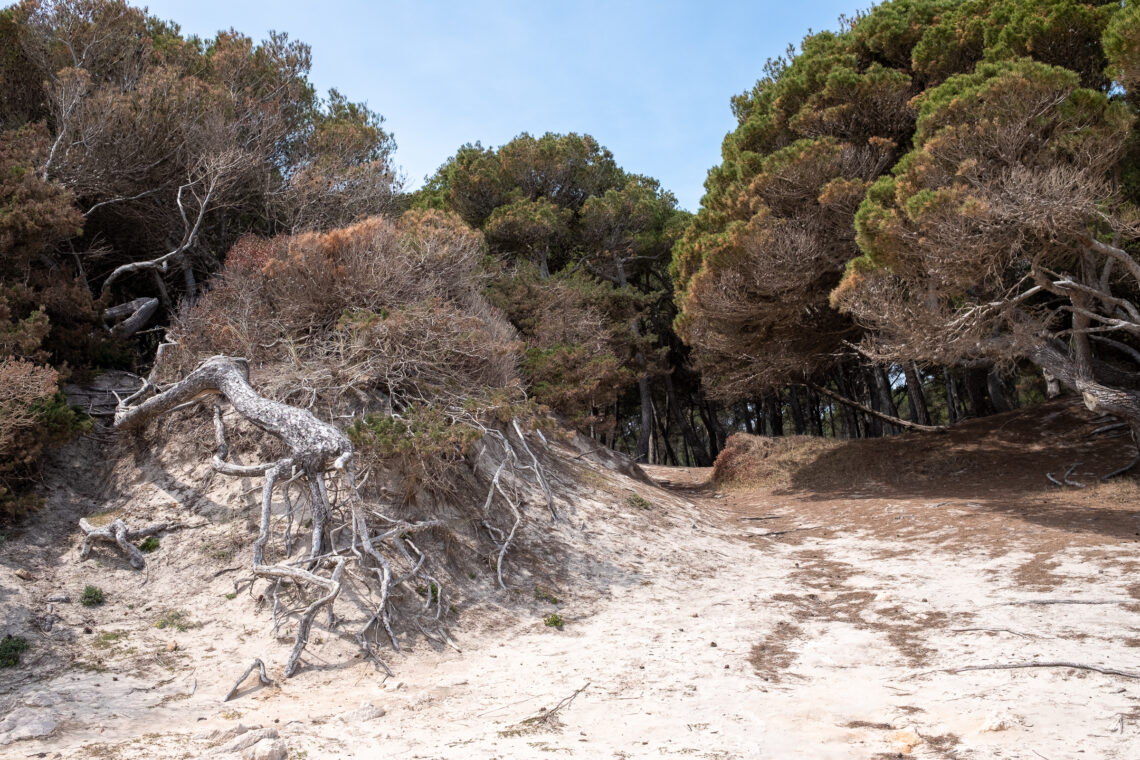 Cala Agulla to Cala Mesquida