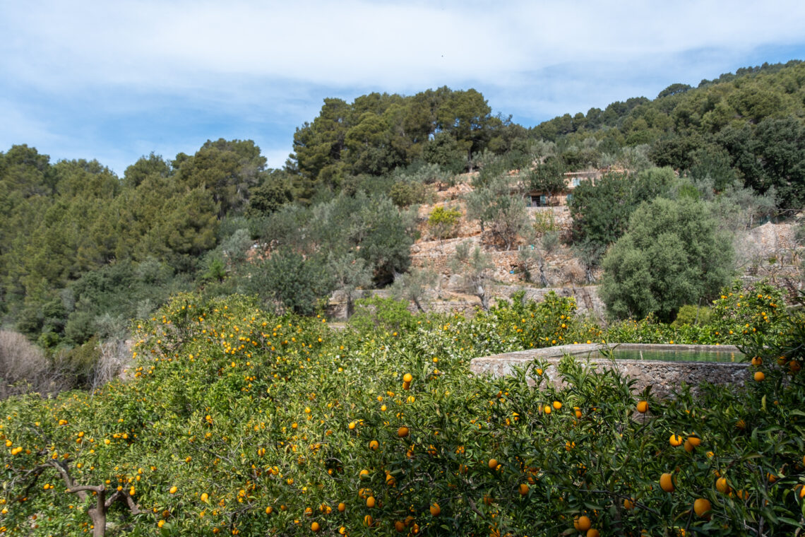 Orange Blossom