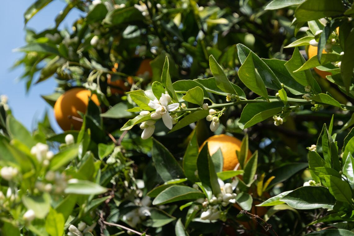 Orange Blossom