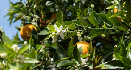 Orange Blossom