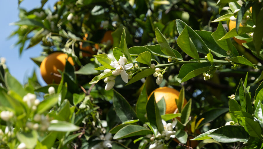 Orange Blossom