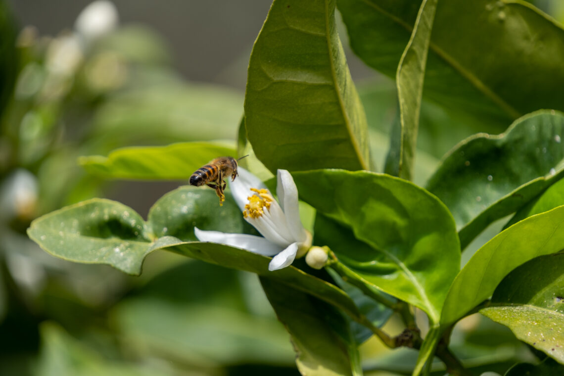 Orange Blossom