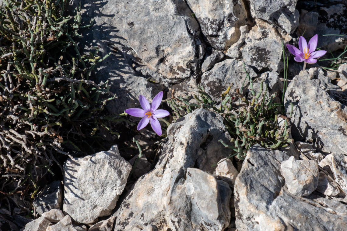 Saffron on Mallorca