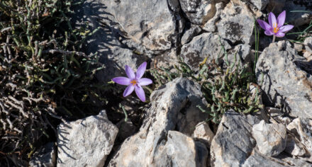 Saffron on Mallorca