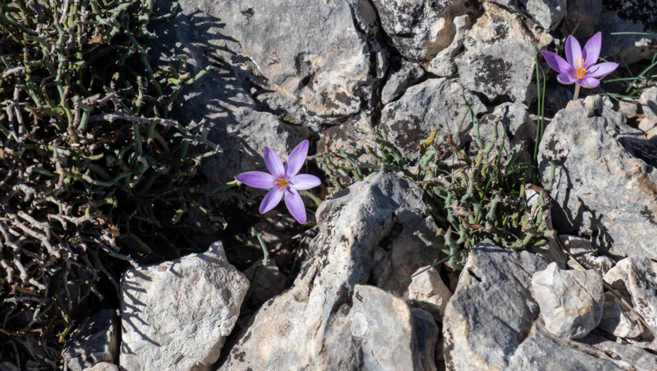 Saffron on Mallorca