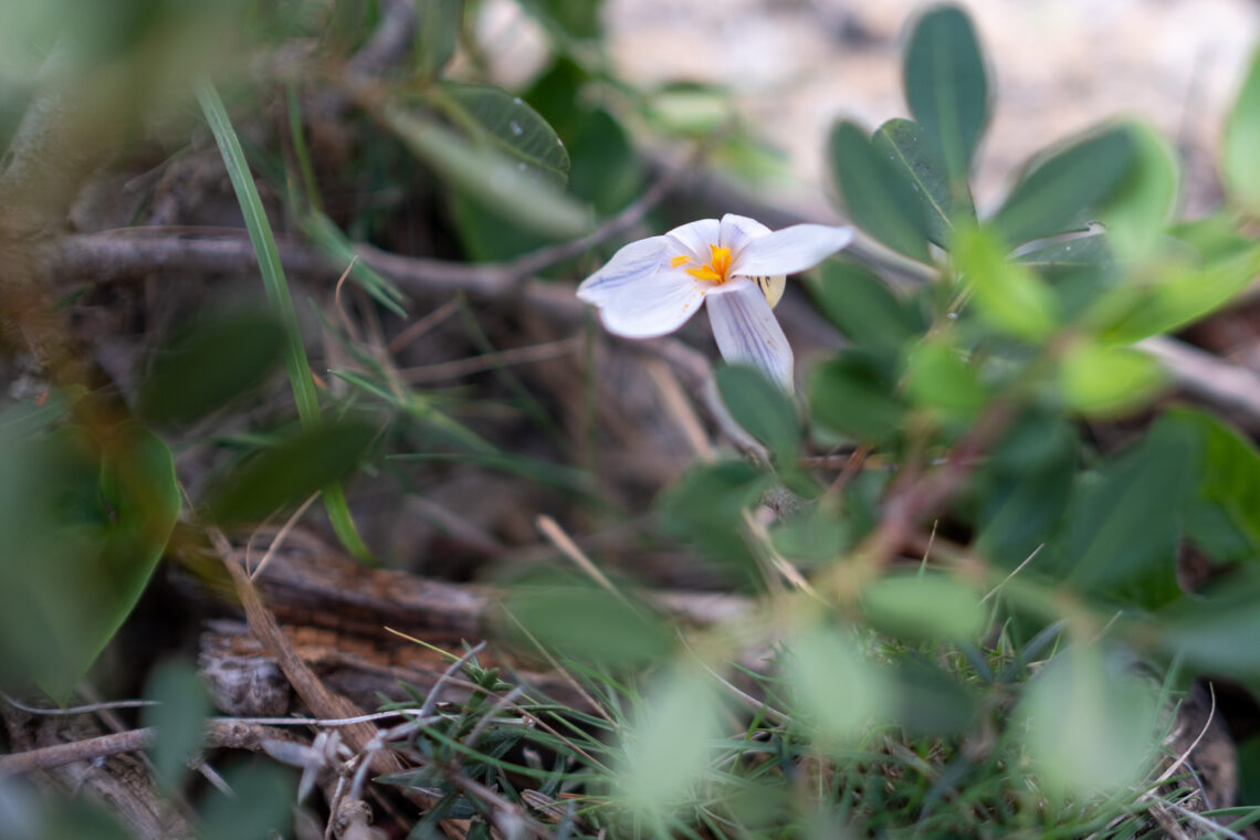 Saffron on Mallorca