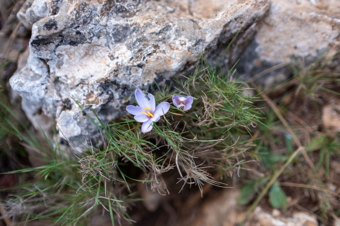 Saffron on Mallorca