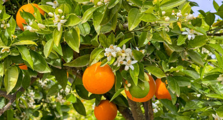 Orange Trees Blooming on Mallorca