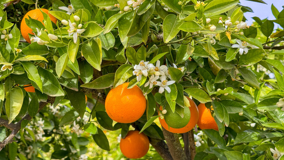 Orange Trees Blooming on Mallorca