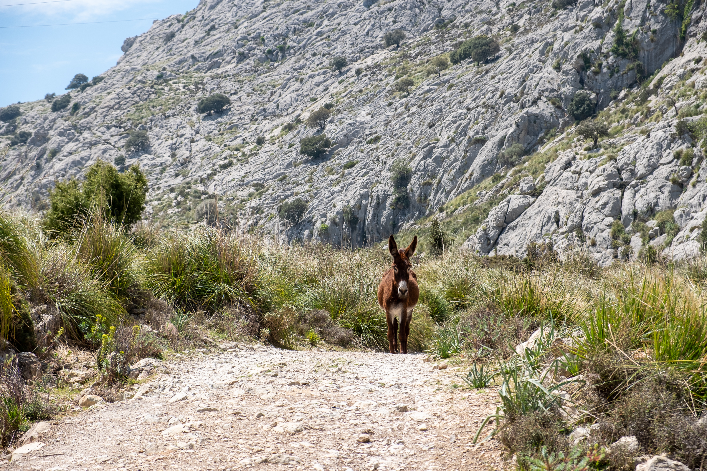 Animals on Mallorca