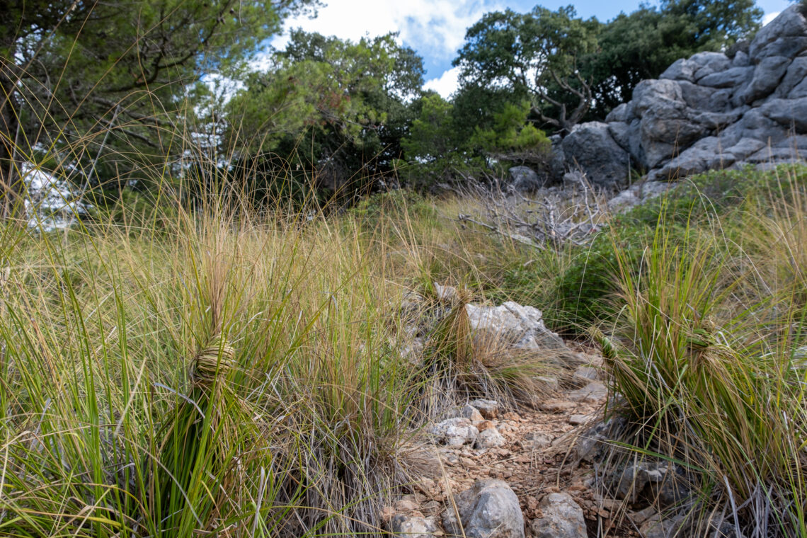 Needle grass and holm oak in the Tramuntana