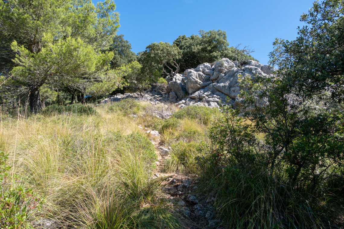 Puig de sa Bassa